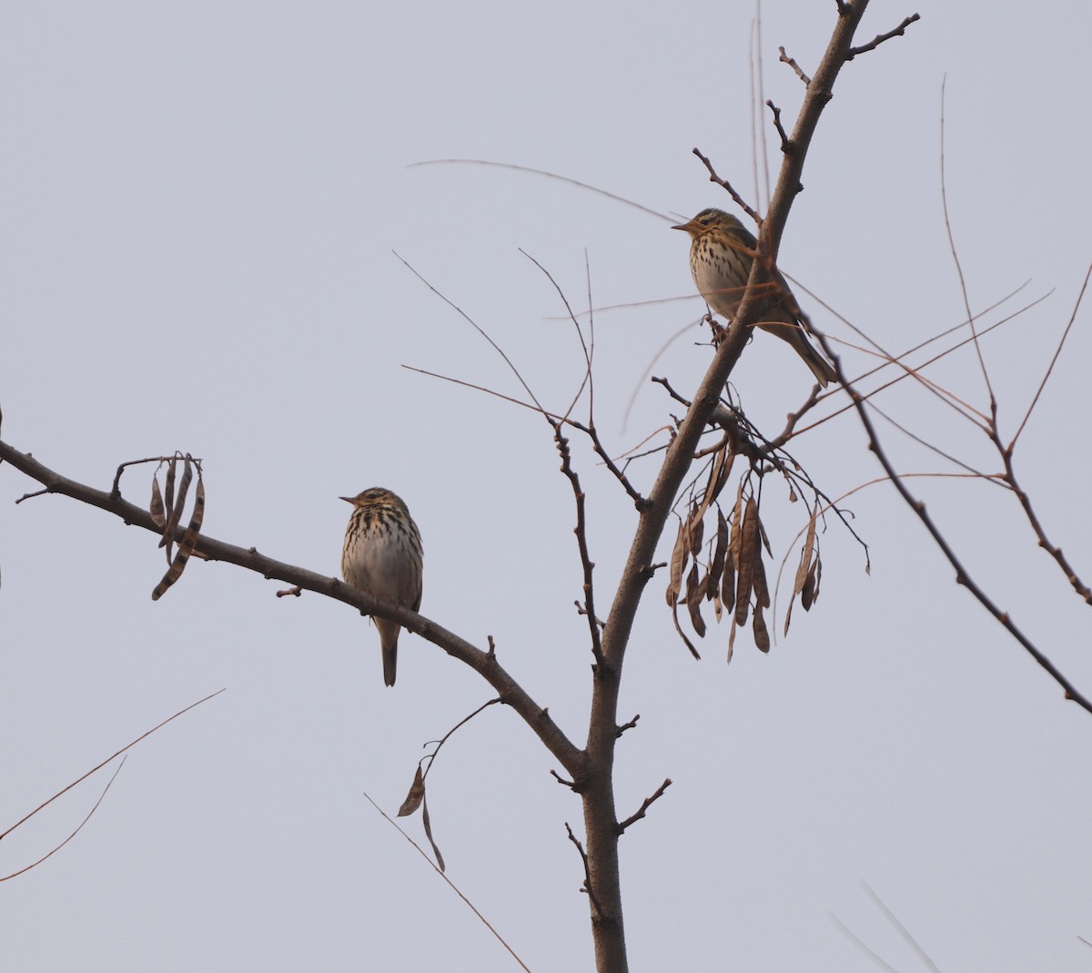 Pipit à dos olive - ML629378812