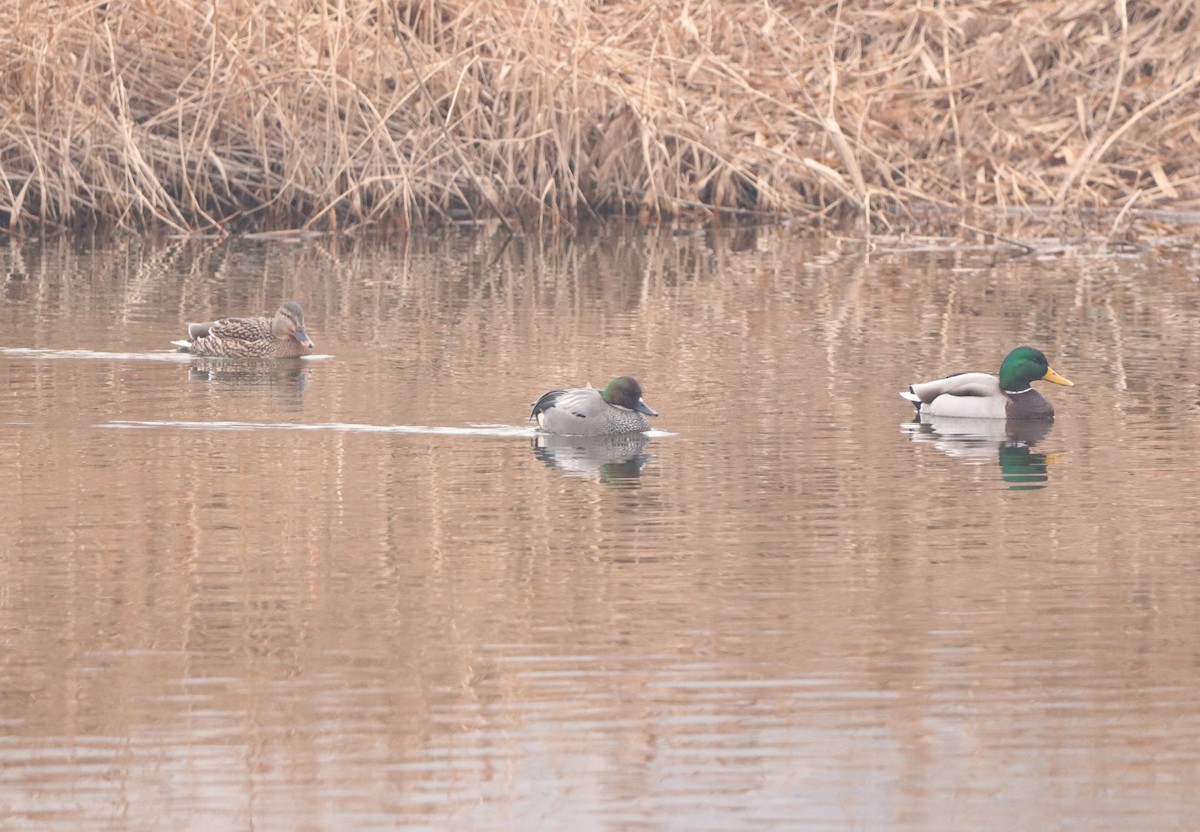 Canard à faucilles - ML629378866