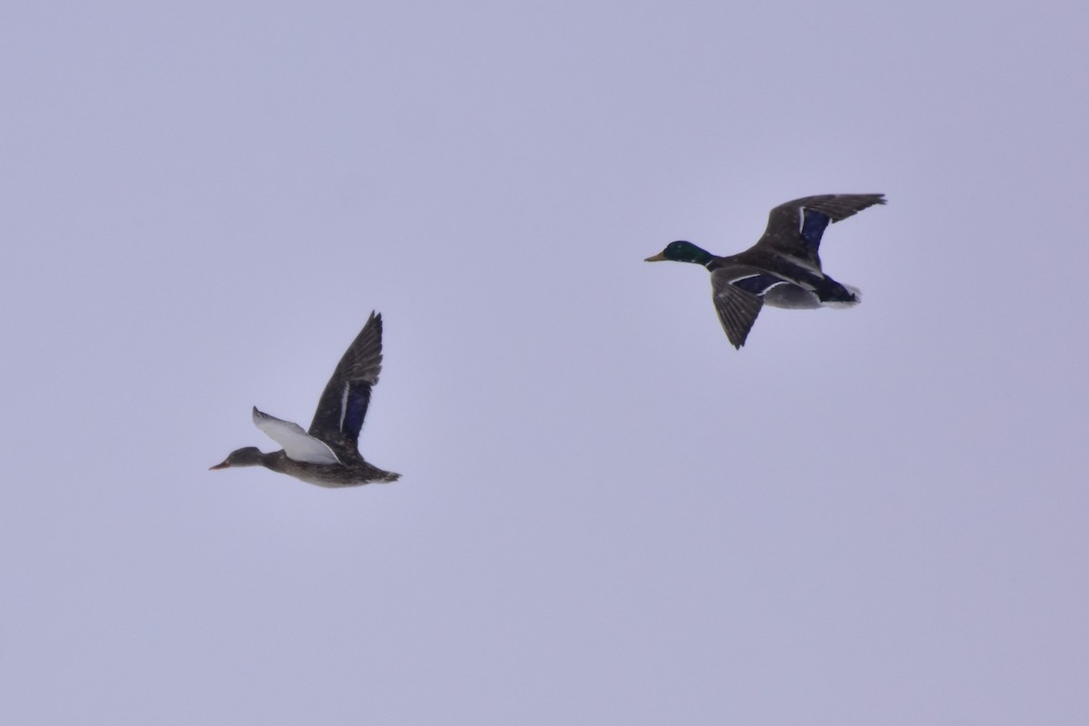 Mallard - ML629378867