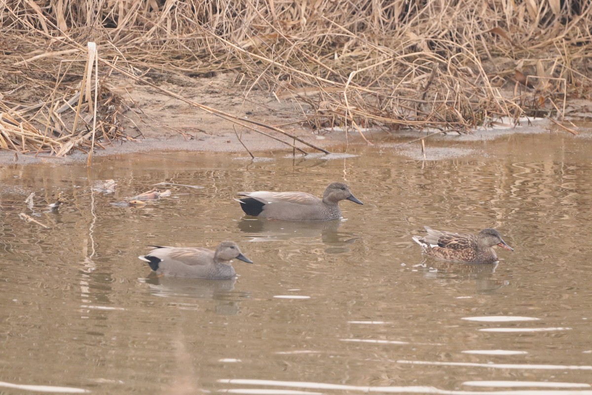 Canard chipeau - ML629378877