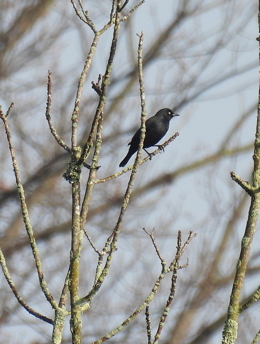 Rusty Blackbird - ML629378883
