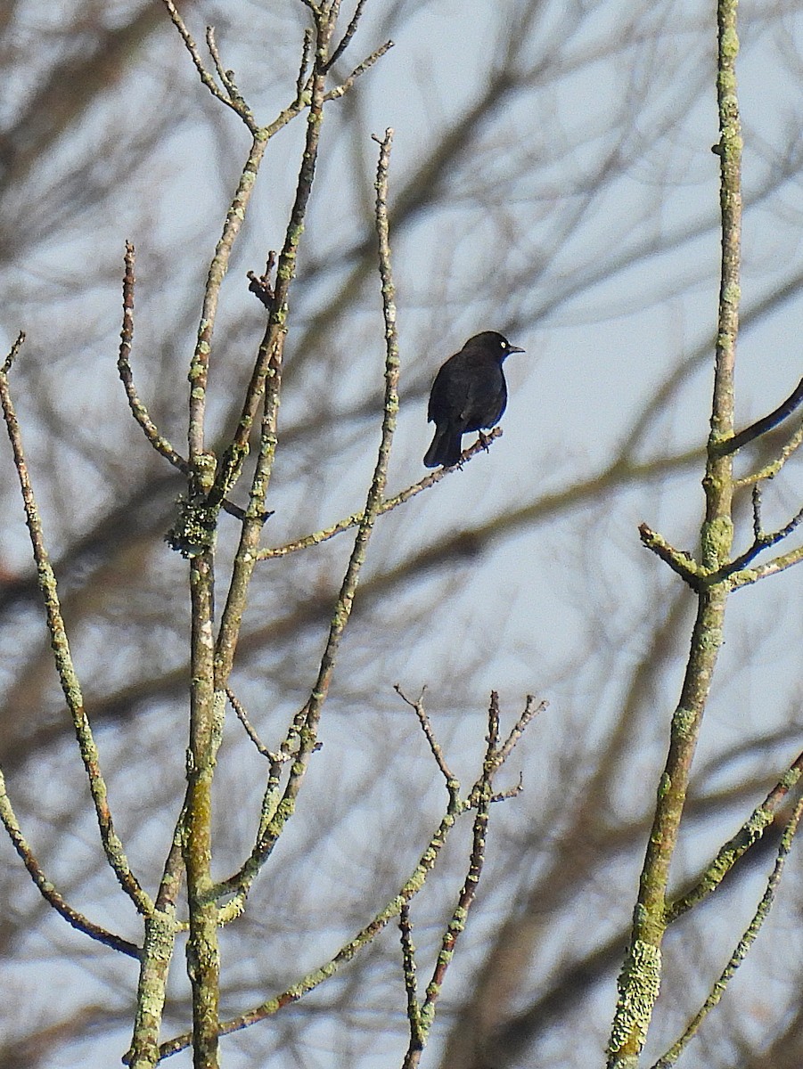 Rusty Blackbird - ML629378884
