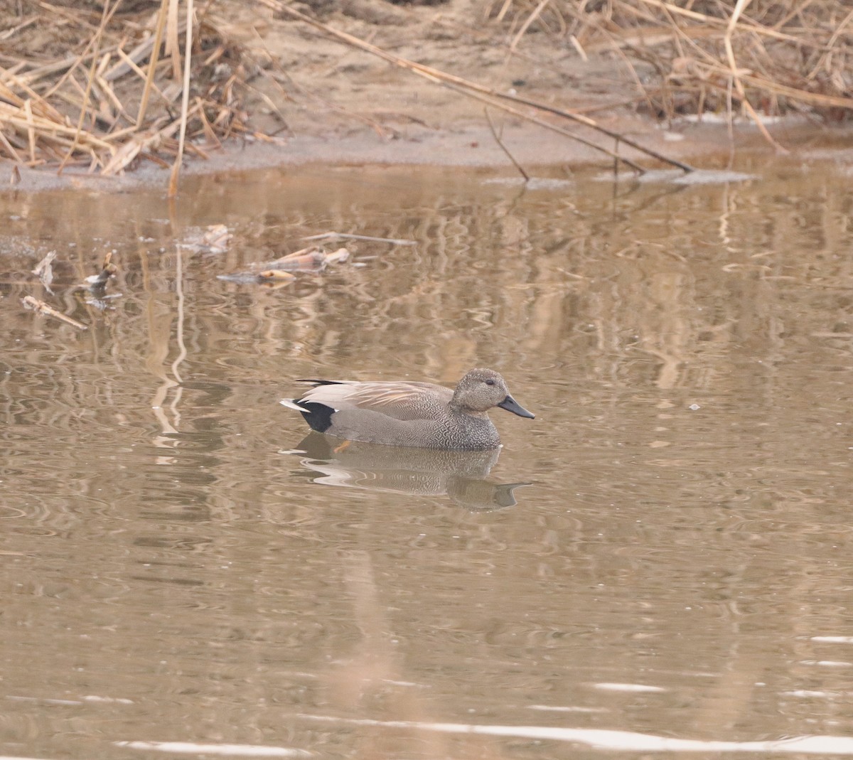 Canard chipeau - ML629378888