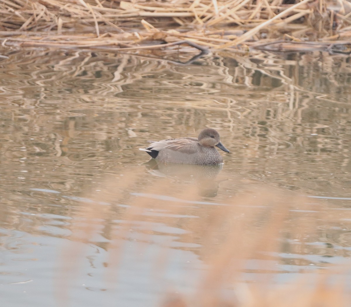 Canard chipeau - ML629378889