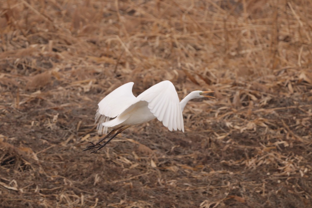 Grande Aigrette (alba) - ML629378905