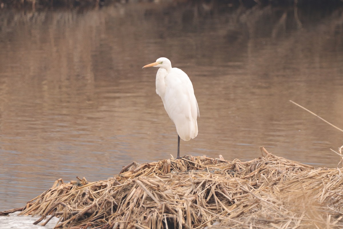 Grande Aigrette (alba) - ML629378914
