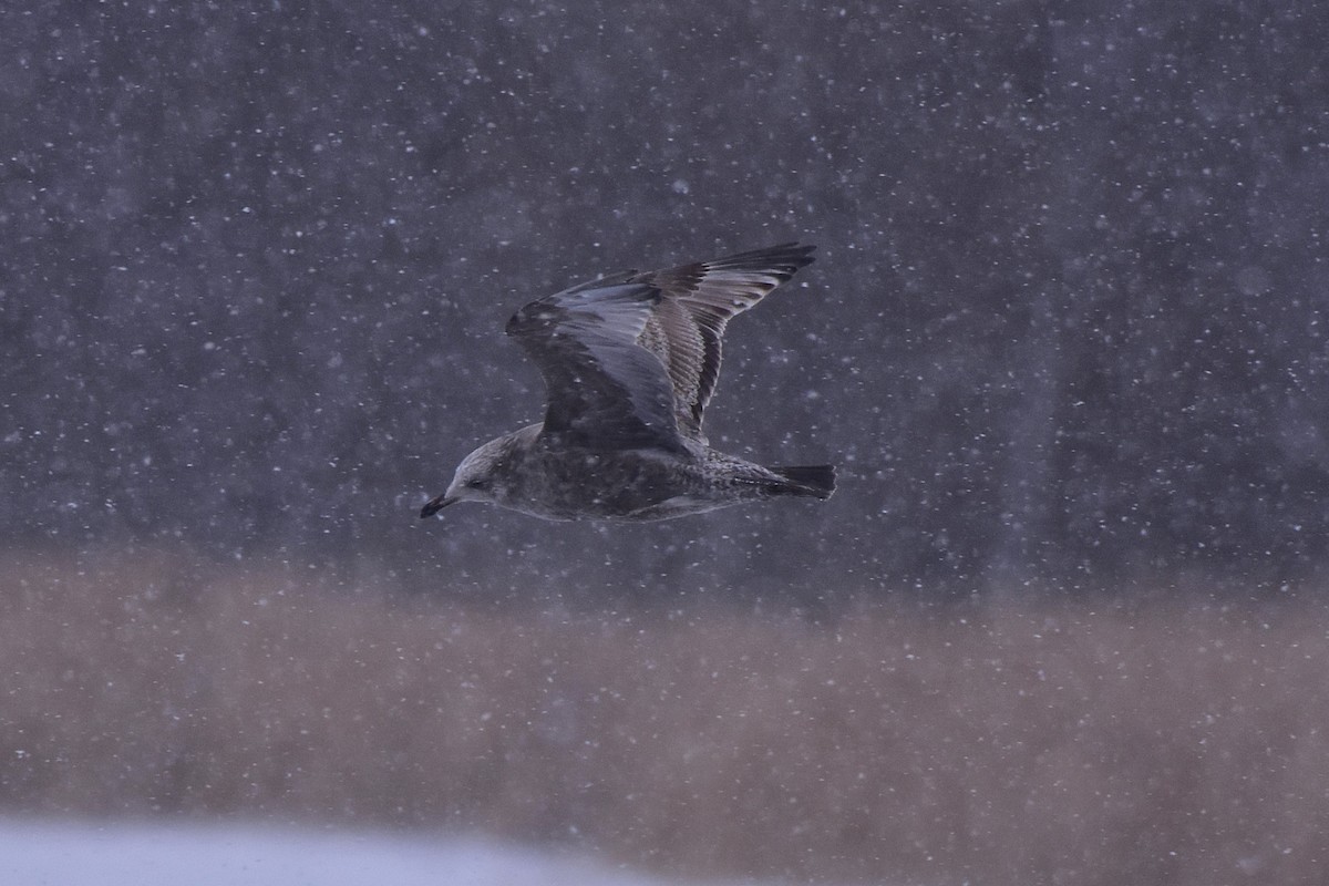 American Herring Gull - ML629379001