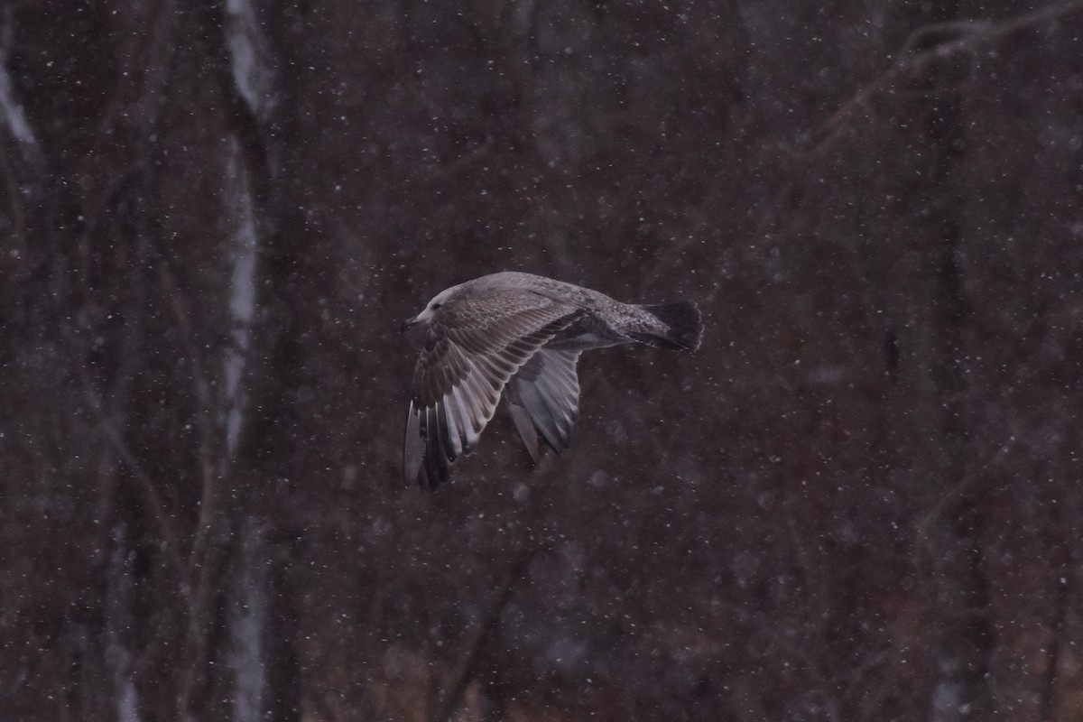 American Herring Gull - ML629379002