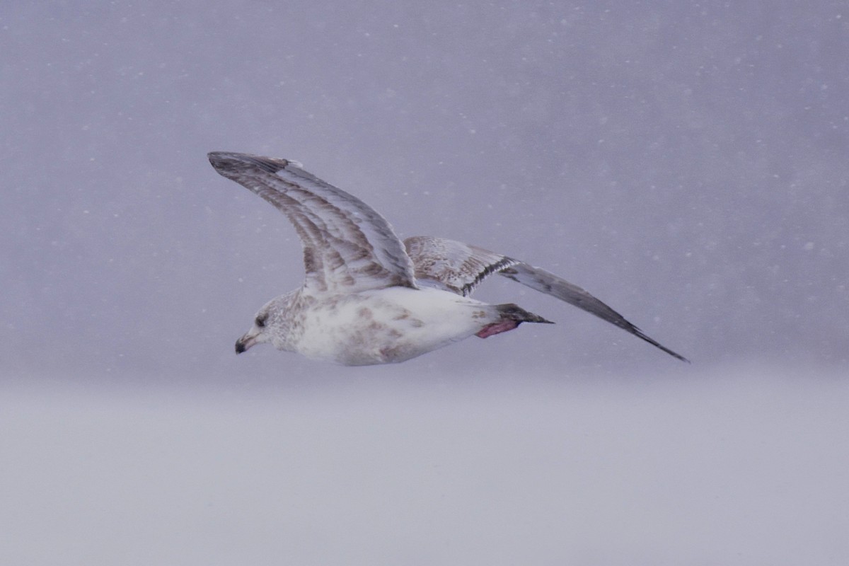 American Herring Gull - ML629379003