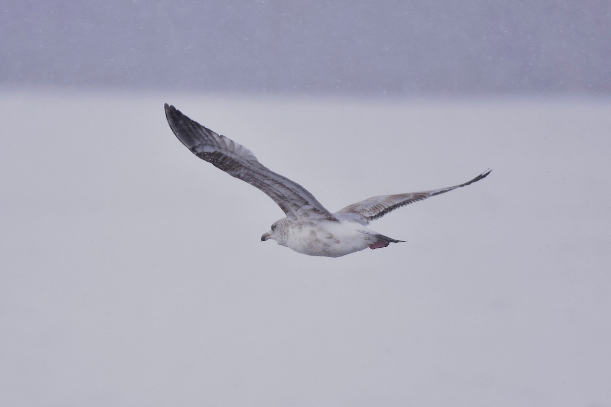 American Herring Gull - ML629379004
