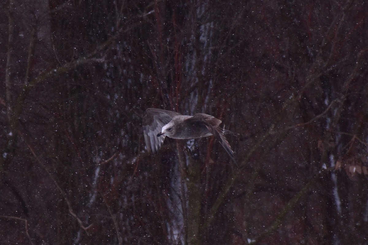 American Herring Gull - ML629379005