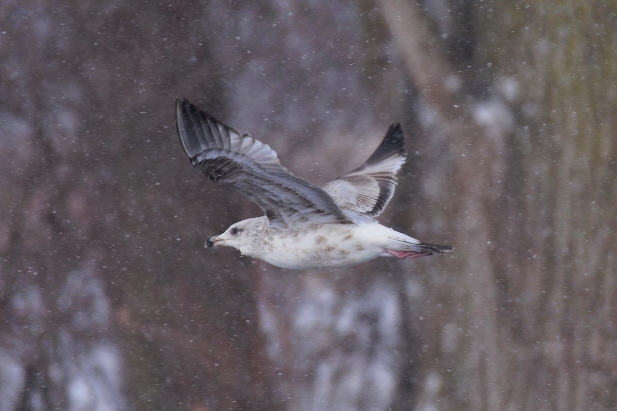 American Herring Gull - ML629379006