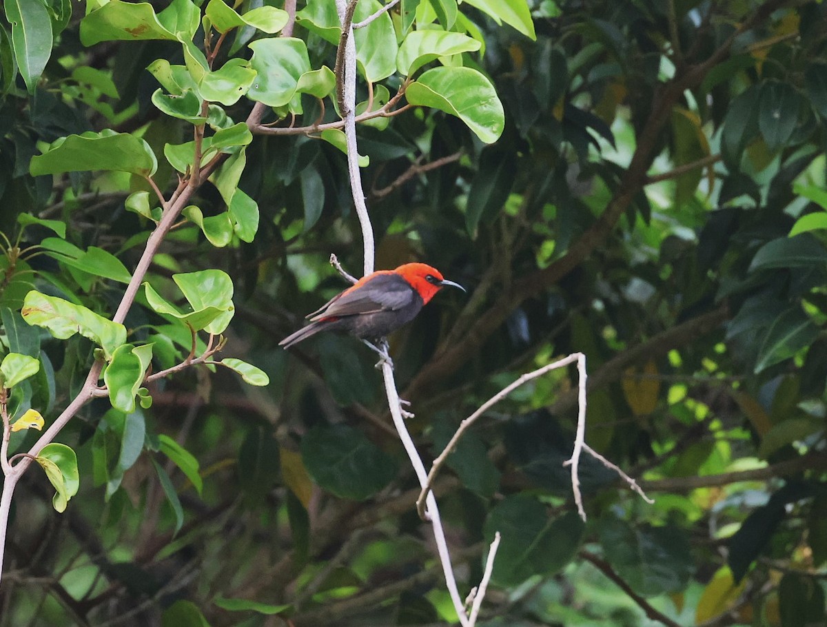 Cardinal Myzomela - ML629379160