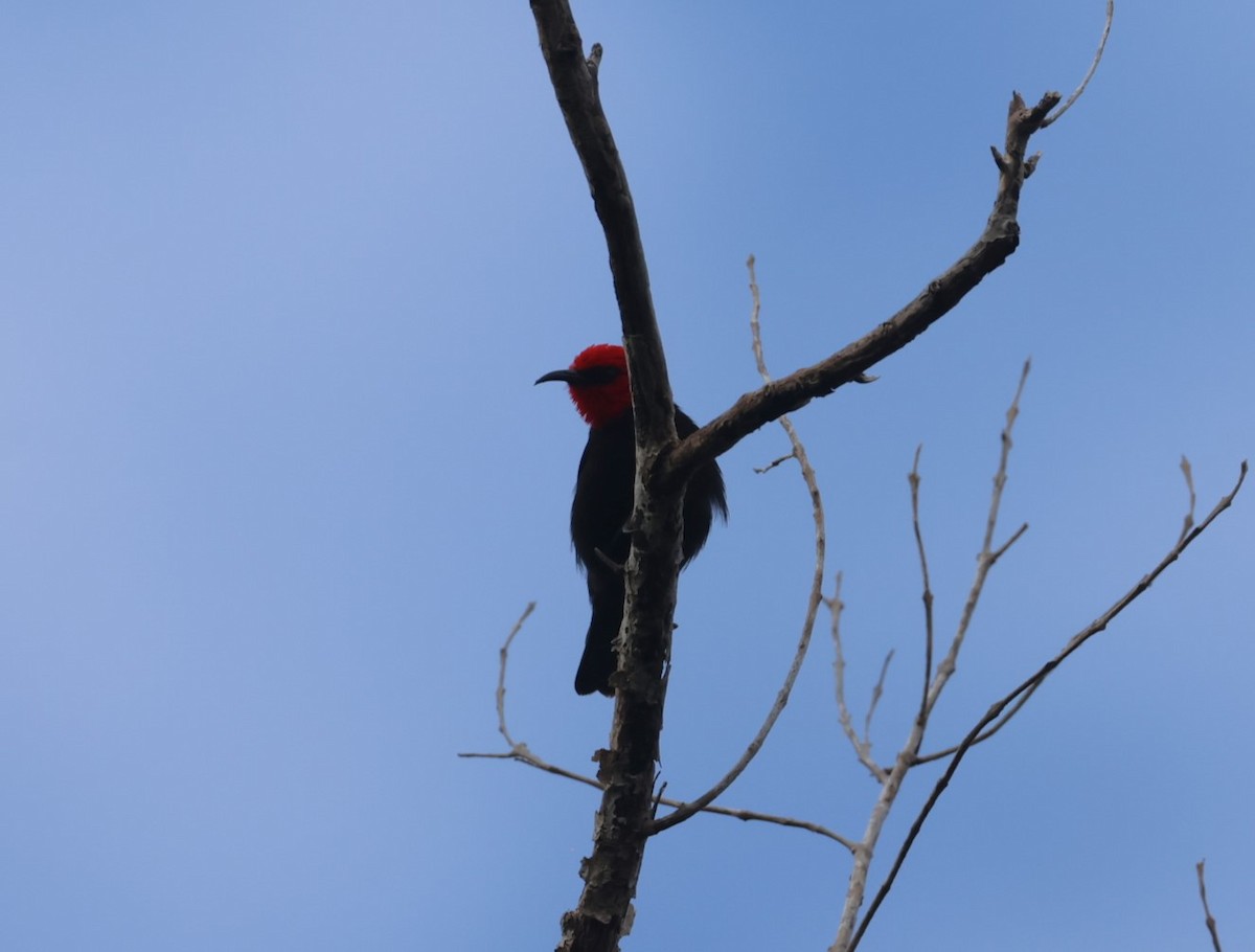 Cardinal Myzomela - ML629379162