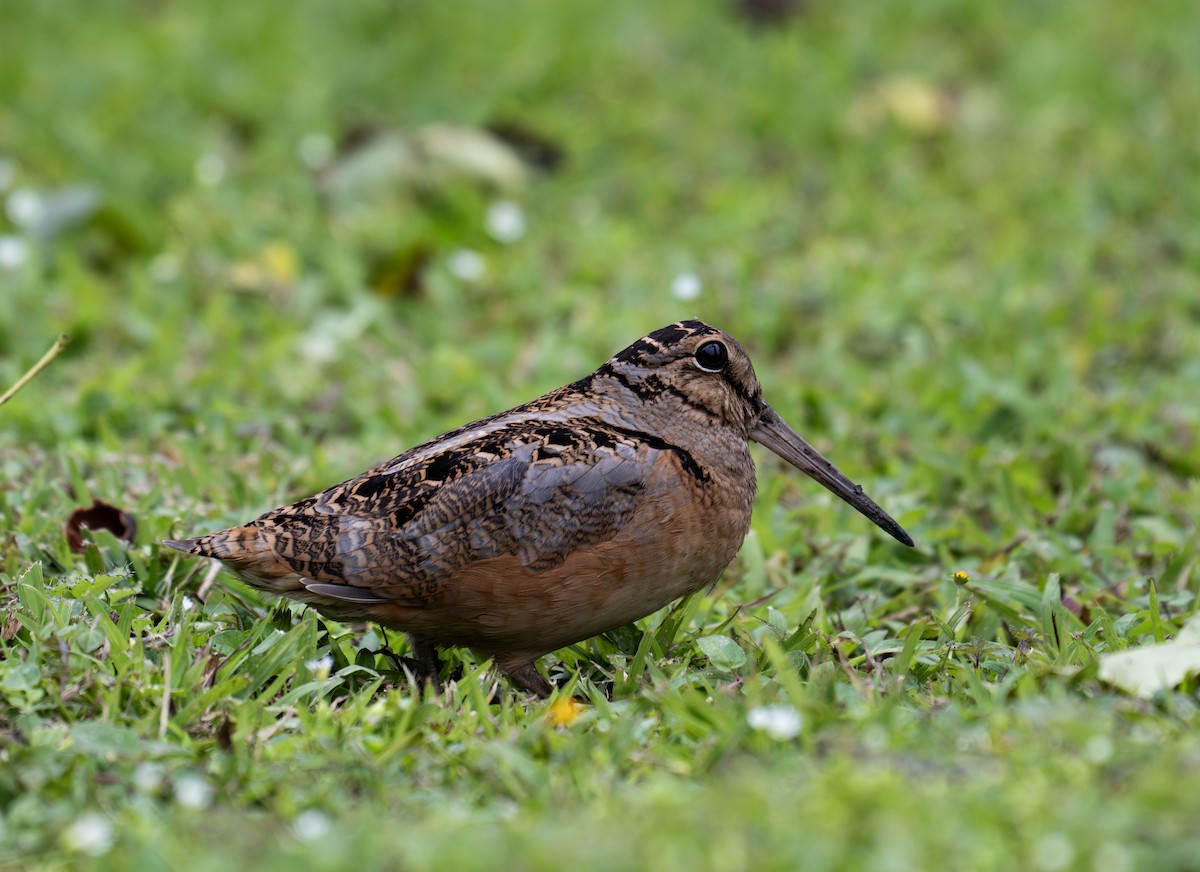 American Woodcock - ML629379298