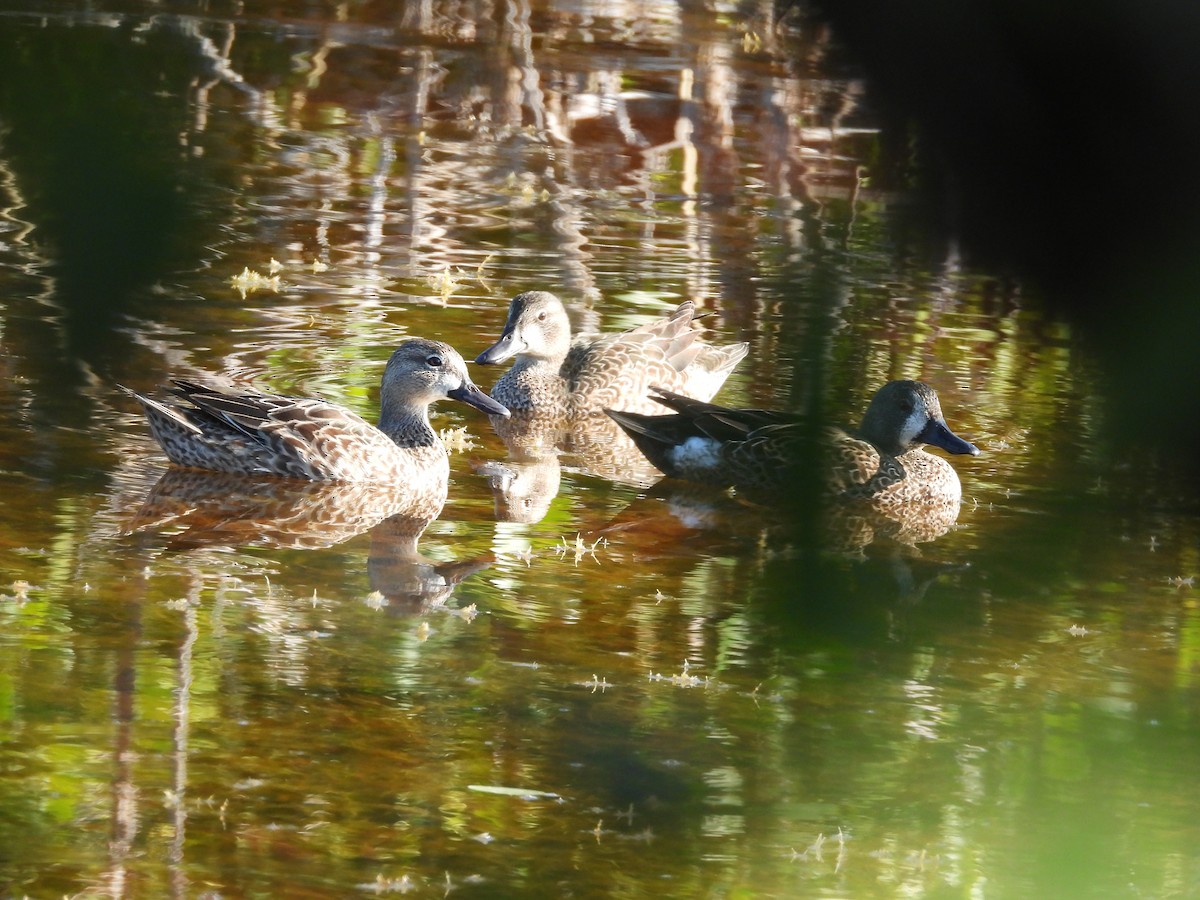 Blue-winged Teal - ML629379399
