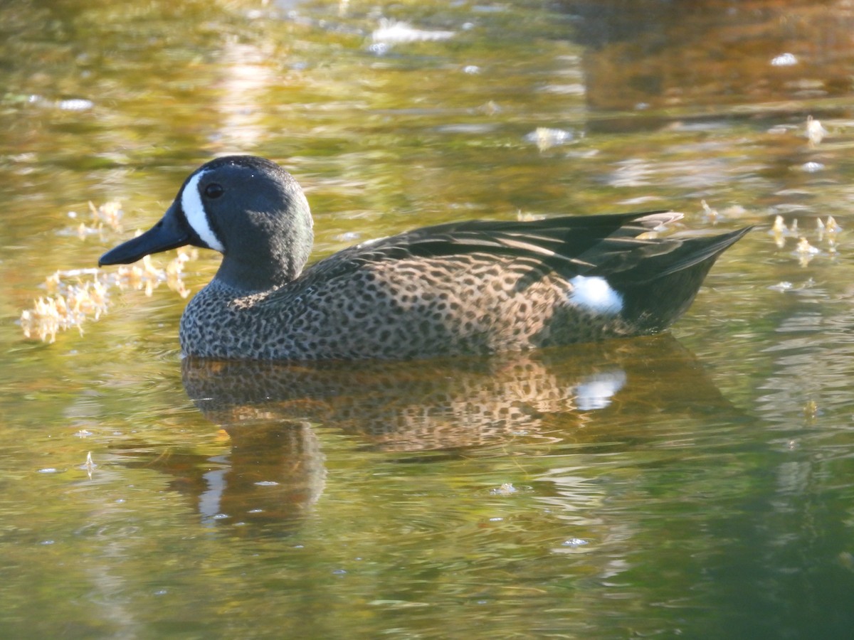 Blue-winged Teal - ML629379412