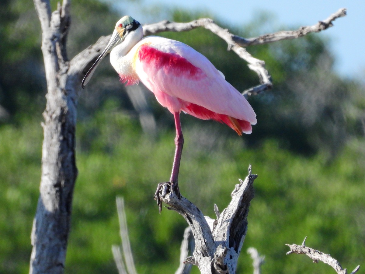 Roseate Spoonbill - ML629379441