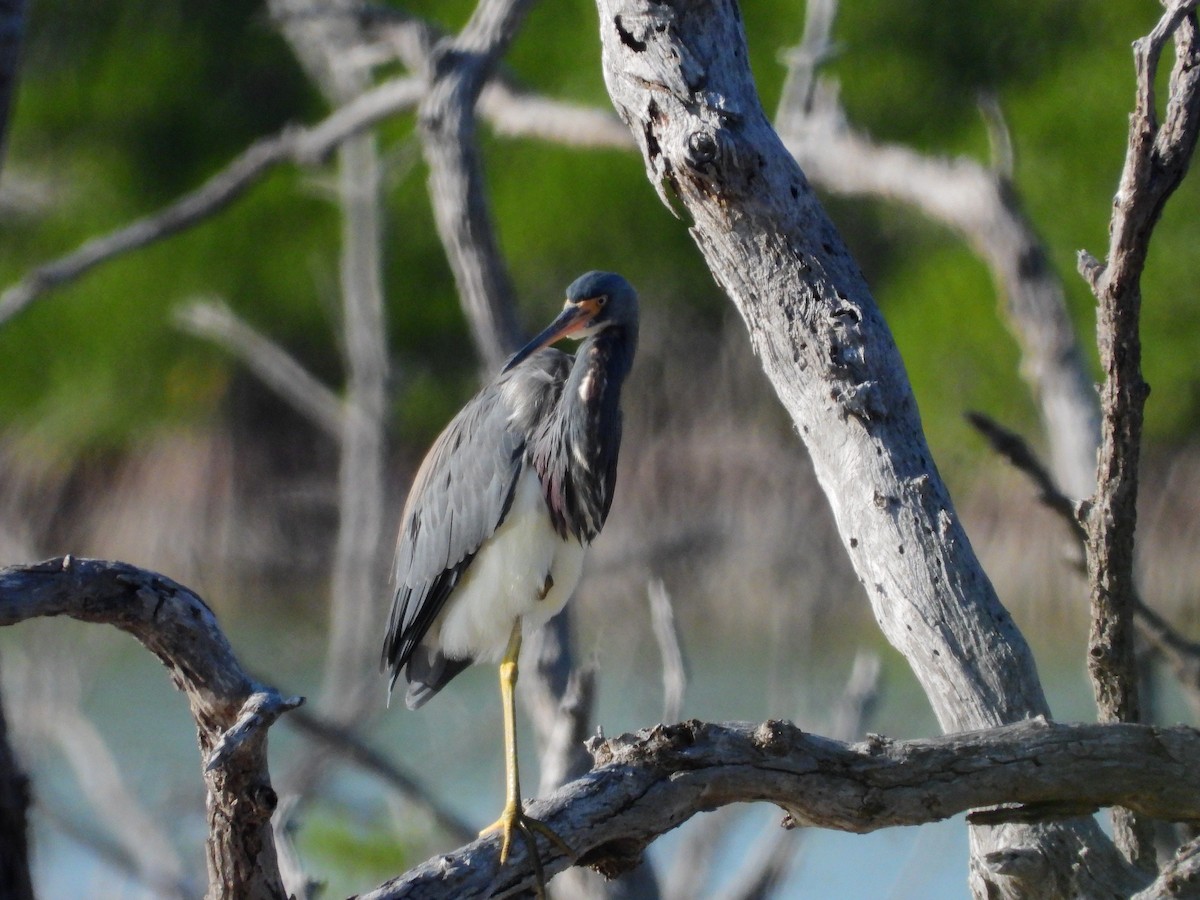 Tricolored Heron - ML629379470