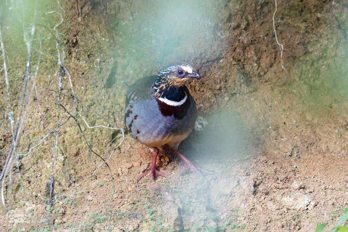 White-necklaced Partridge - ML629379472