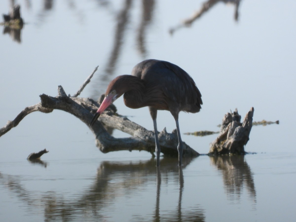 Reddish Egret - ML629379500