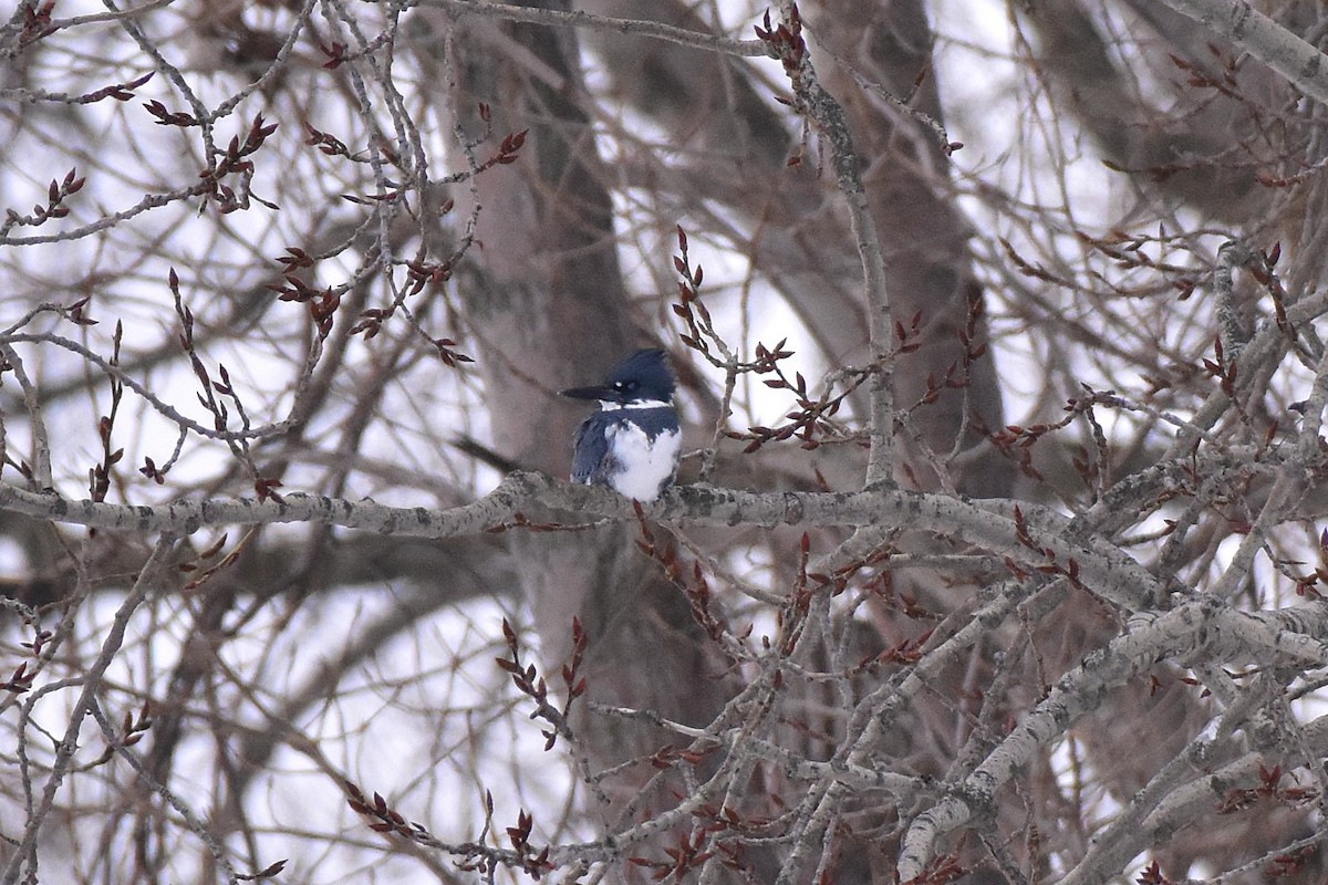 Belted Kingfisher - ML629379858