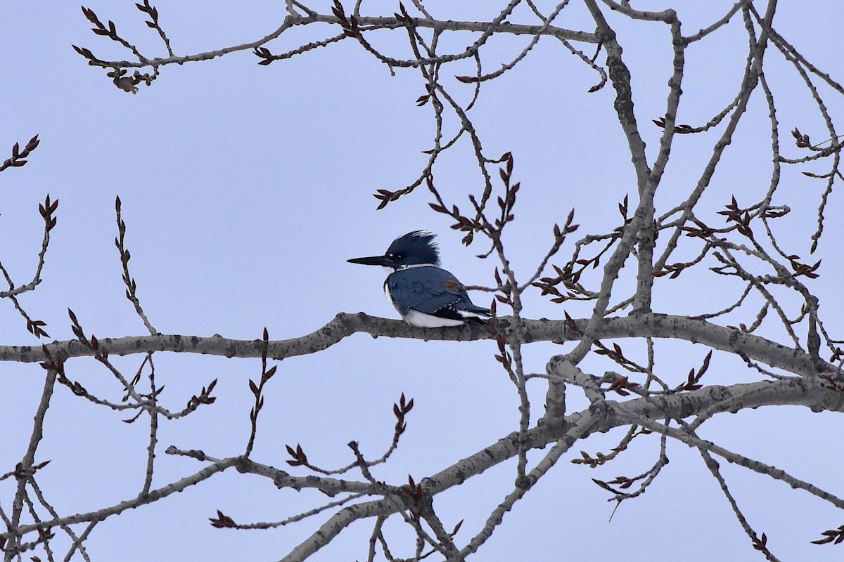 Belted Kingfisher - ML629379859