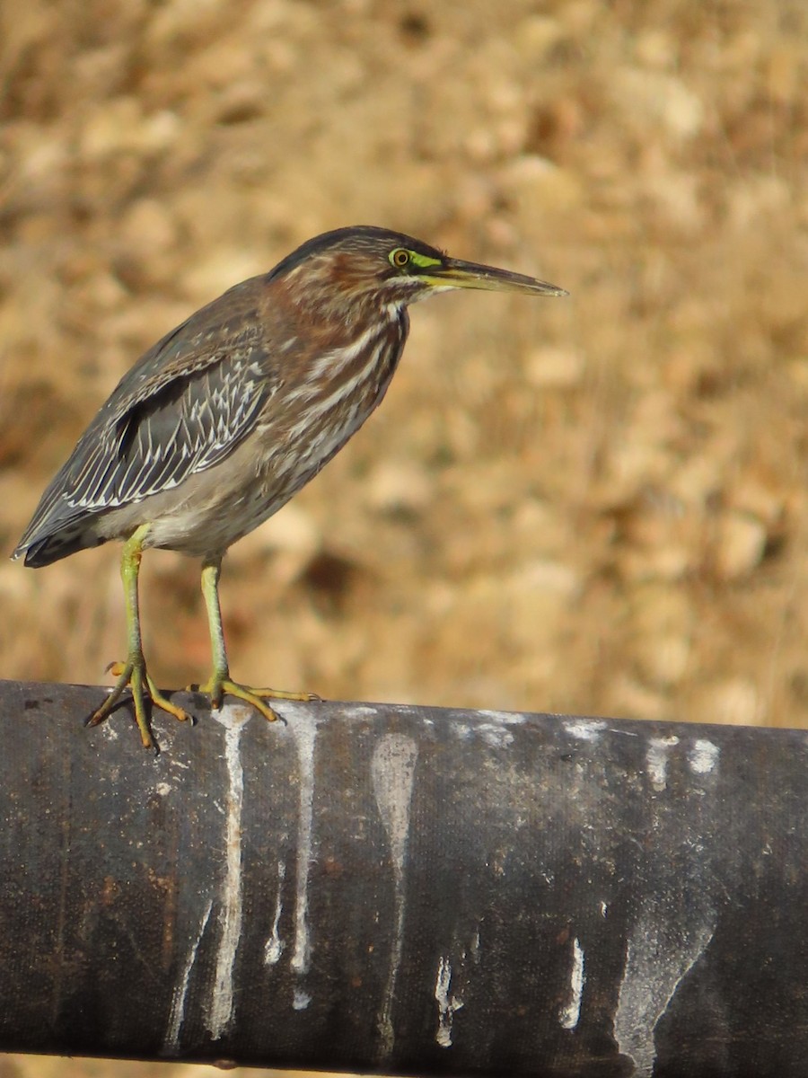 Green Heron - ML629380218