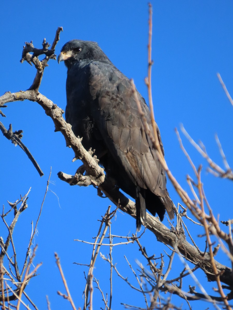 Common Black Hawk - ML629380227