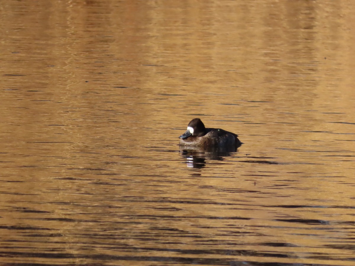 Lesser Scaup - ML629380266