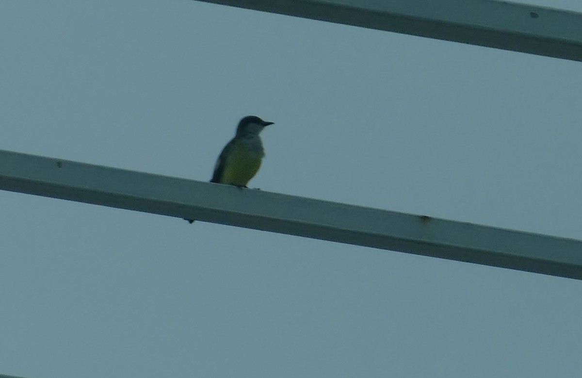 Snowy-throated Kingbird - ML629380499