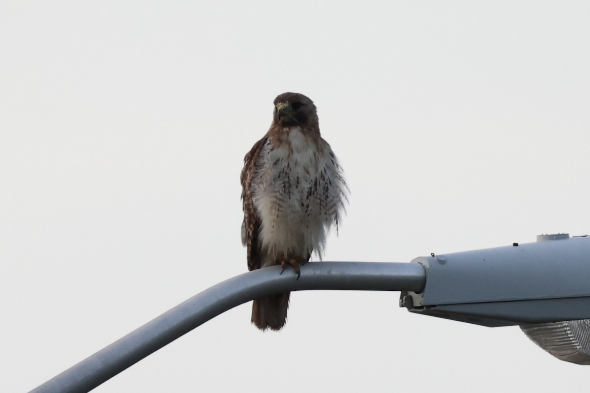 Red-tailed Hawk - ML629380538