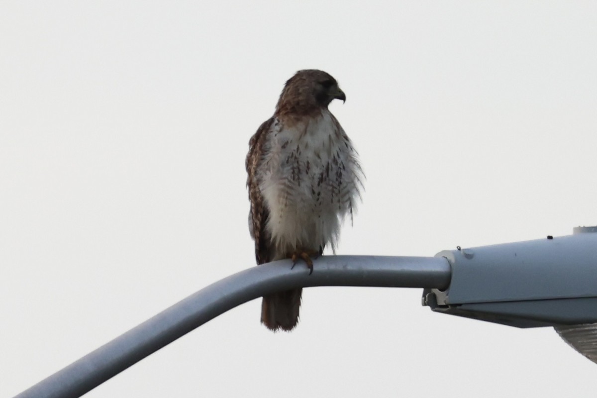 Red-tailed Hawk - ML629380539