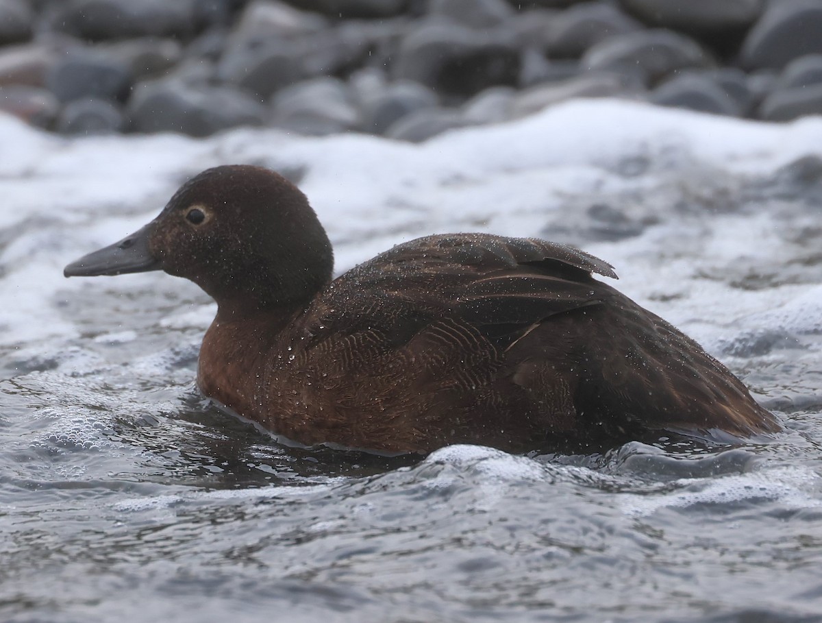 Auckland Islands Teal - ML629380556