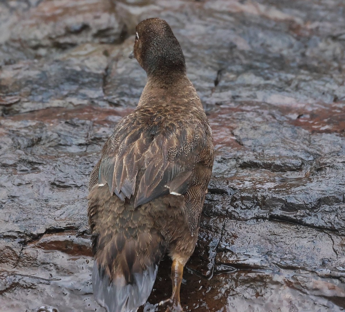 Auckland Islands Teal - ML629380558