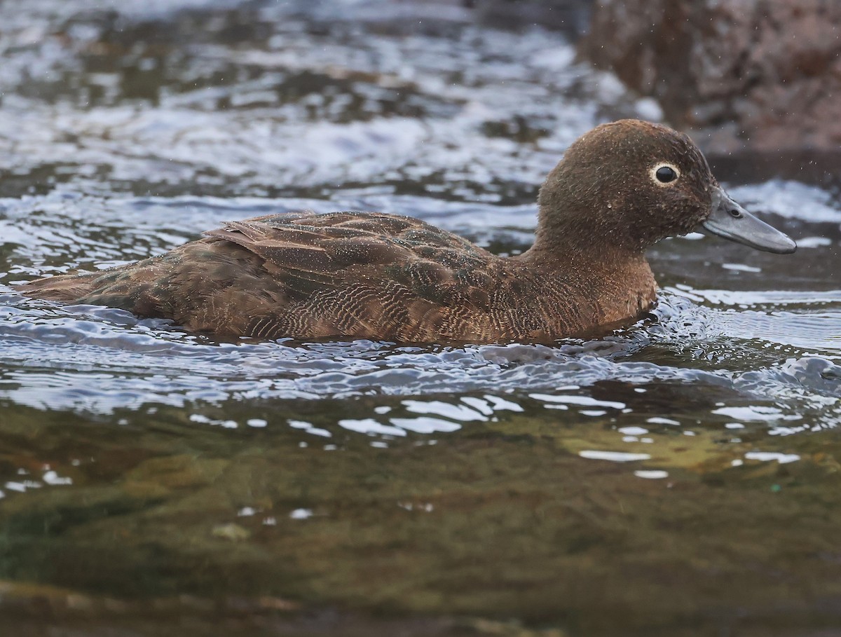 Auckland Islands Teal - ML629380586