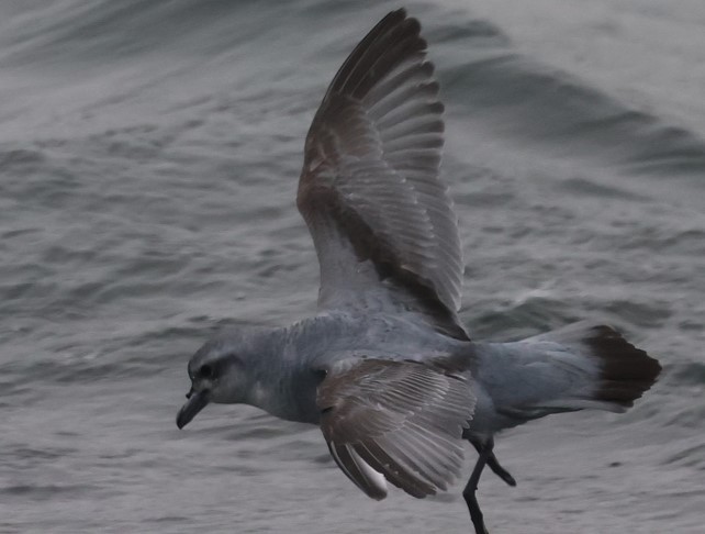 Fairy Prion - ML629380933