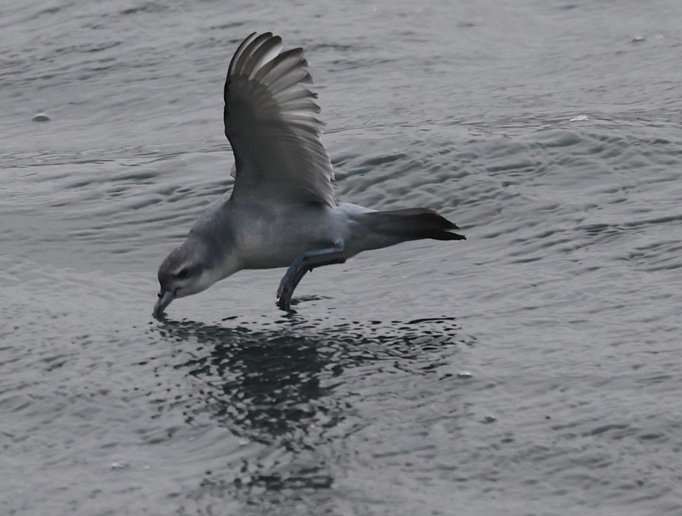 Fairy Prion - ML629380935