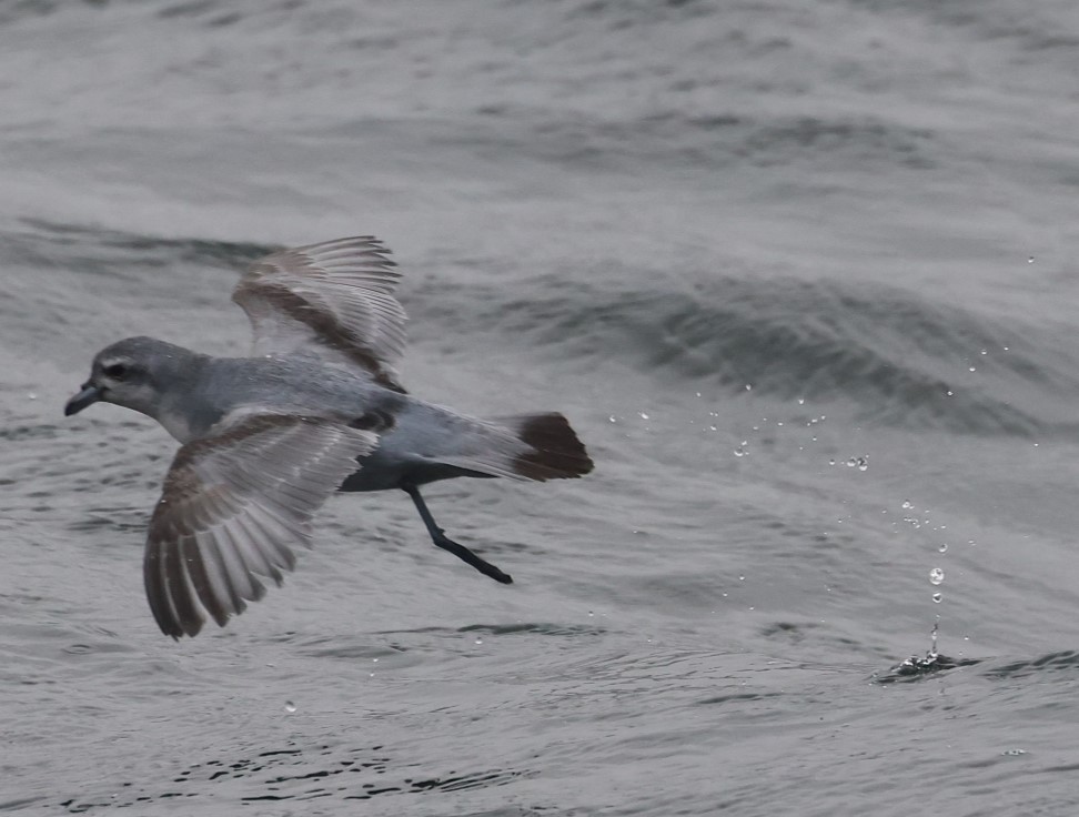 Fairy Prion - ML629380936