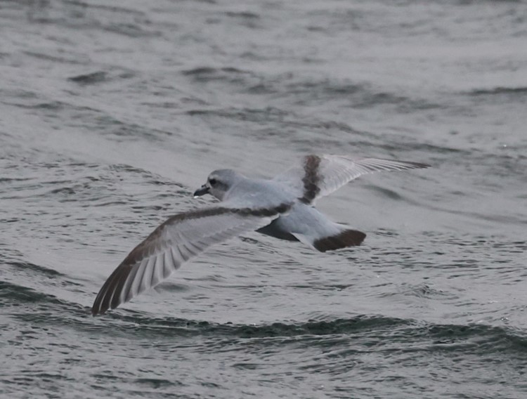 Fairy Prion - ML629380937