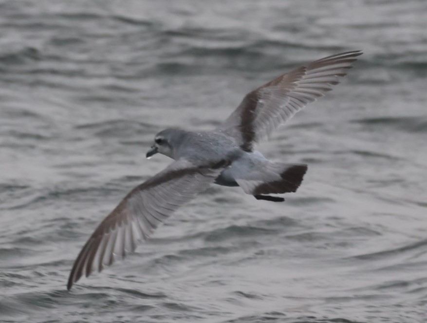 Fairy Prion - ML629380938