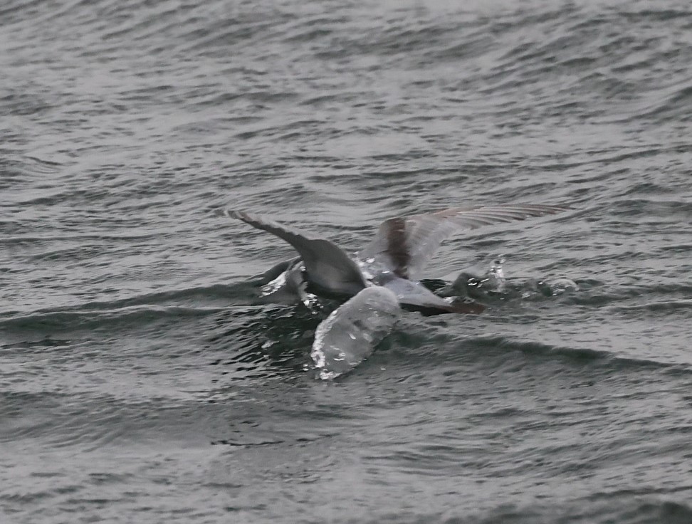 Fairy Prion - ML629380940