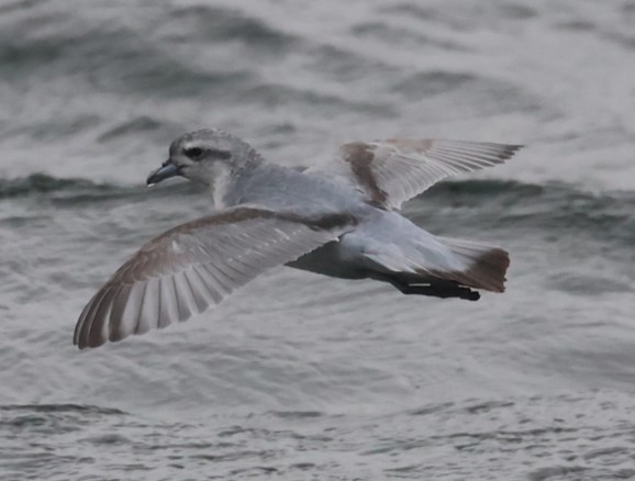 Fairy Prion - ML629380941