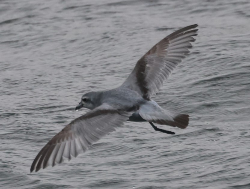 Fairy Prion - ML629380942