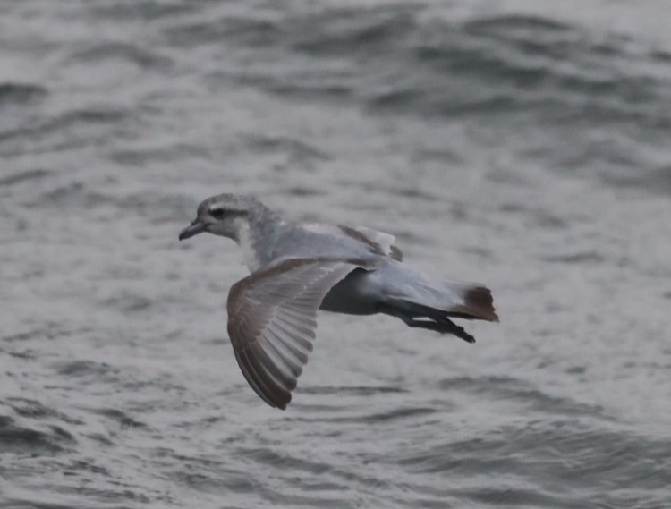 Fairy Prion - ML629380943