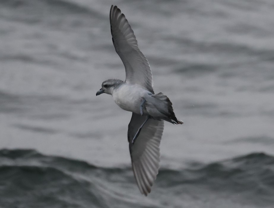 Fairy Prion - ML629380944