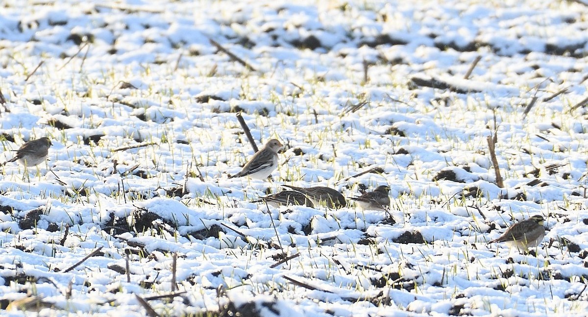 Snow Bunting - ML629381111