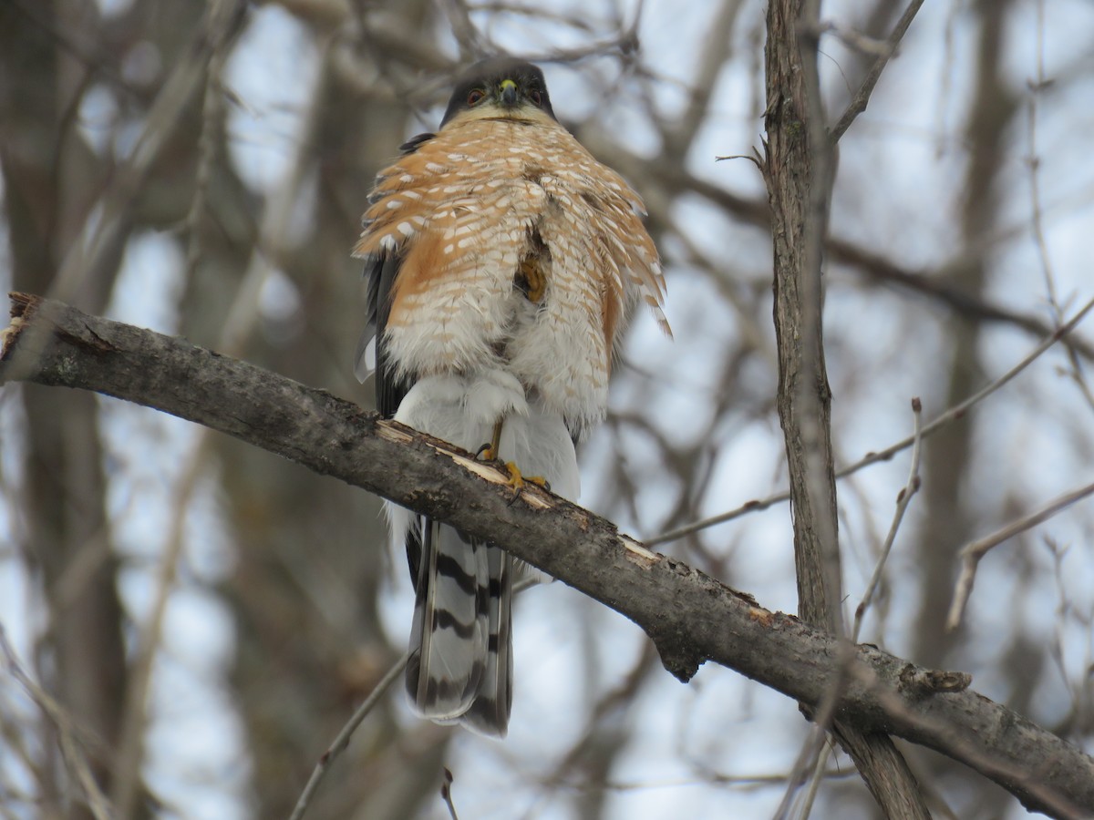 Sharp-shinned Hawk - ML629381147