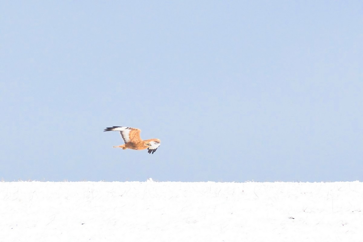 Long-legged Buzzard - ML629381179