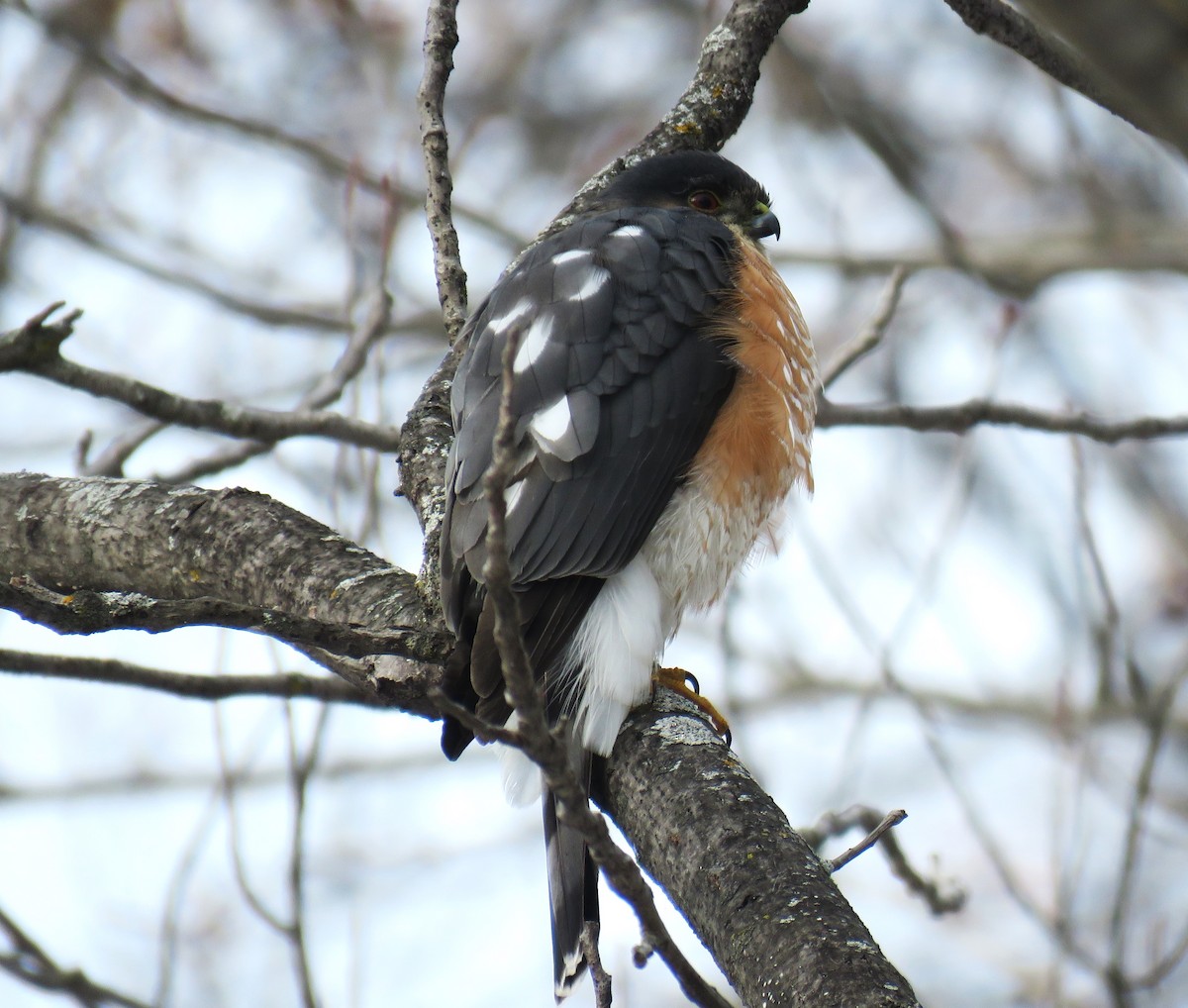 Sharp-shinned Hawk - ML629381180